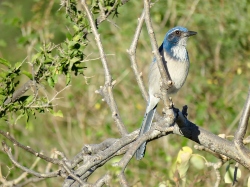 California Scrub-Jay